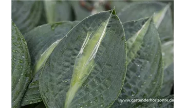 Gartenbaumschule Becker