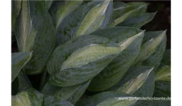 Gartenbaumschule Becker