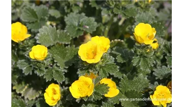 Gartenbaumschule Becker