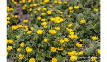 Gartenbaumschule Becker