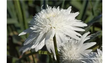Gartenbaumschule Becker