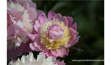 Gartenbaumschule Becker