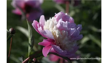 Gartenbaumschule Becker