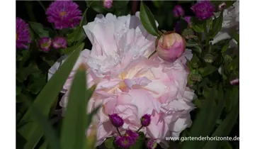 Gartenbaumschule Becker