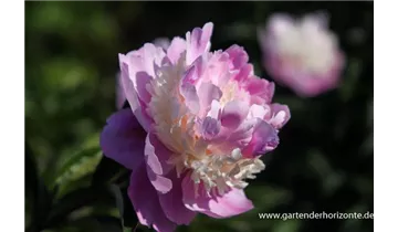 Gartenbaumschule Becker