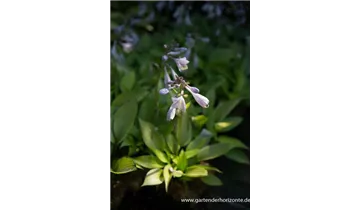Gartenbaumschule Becker