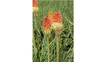 Gartenbaumschule Becker