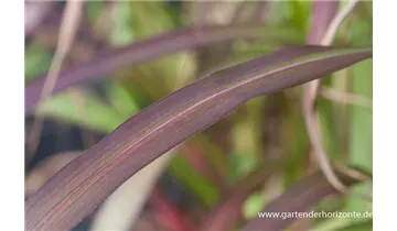 Gartenbaumschule Becker