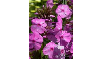 Gartenbaumschule Becker