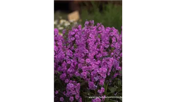 Gartenbaumschule Becker