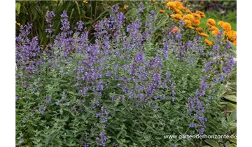 Gartenbaumschule Becker