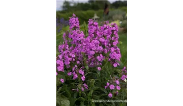 Gartenbaumschule Becker