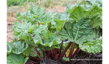 Gartenbaumschule Becker