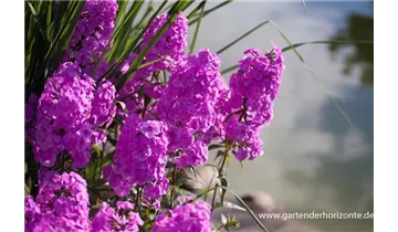 Gartenbaumschule Becker