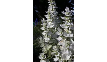 Gartenbaumschule Becker