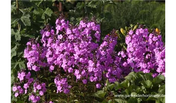 Gartenbaumschule Becker