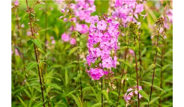 Gartenbaumschule Becker