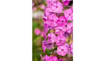 Gartenbaumschule Becker