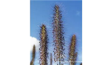 Gartenbaumschule Becker