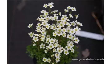 Gartenbaumschule Becker