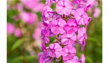 Gartenbaumschule Becker