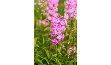 Gartenbaumschule Becker