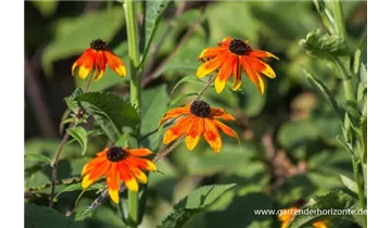 Gartenbaumschule Becker