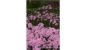 Gartenbaumschule Becker