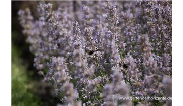 Gartenbaumschule Becker