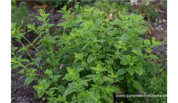 Gartenbaumschule Becker