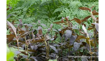 Gartenbaumschule Becker