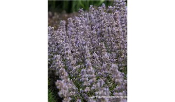 Gartenbaumschule Becker