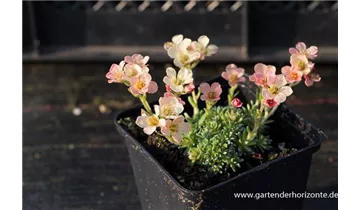 Gartenbaumschule Becker