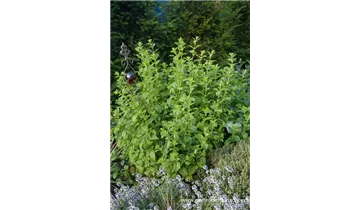 Gartenbaumschule Becker