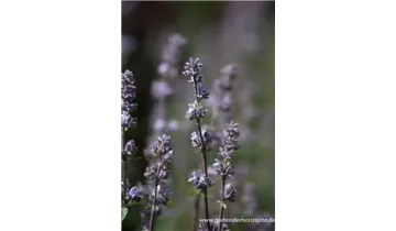 Gartenbaumschule Becker