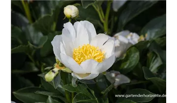 Gartenbaumschule Becker