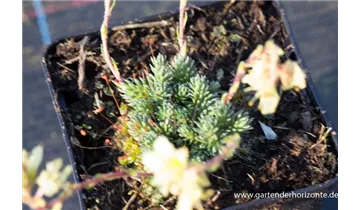 Gartenbaumschule Becker