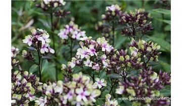Gartenbaumschule Becker
