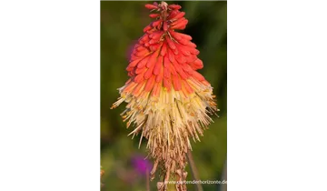 Gartenbaumschule Becker