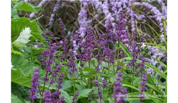 Gartenbaumschule Becker