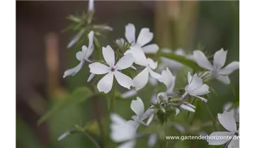 Gartenbaumschule Becker