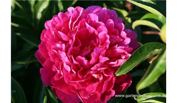 Gartenbaumschule Becker