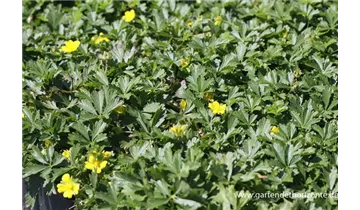 Gartenbaumschule Becker