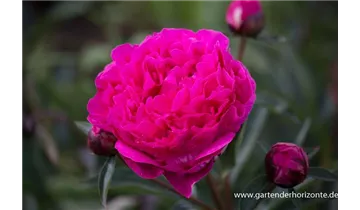 Gartenbaumschule Becker