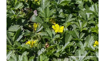 Gartenbaumschule Becker