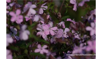 Gartenbaumschule Becker