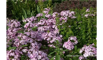Gartenbaumschule Becker