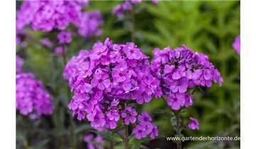 Gartenbaumschule Becker