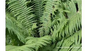 Gartenbaumschule Becker