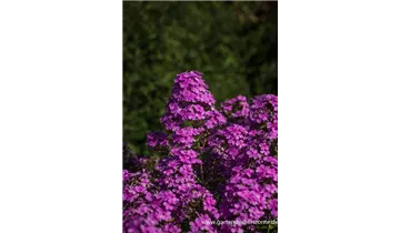 Gartenbaumschule Becker